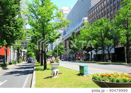 御堂筋 新緑の銀杏並木 御堂筋 新緑の銀杏並木 90479990