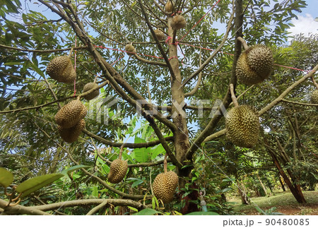 Close up of durians  90480085
