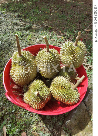 Close up of durians 90480087