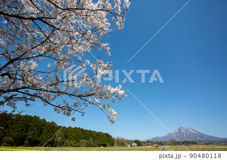 植田正治美術館前に広がる桜と大山 植田正治美術館前に広がる桜と大山 90480118