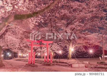 東蕗田天満宮の桜ライトアップ 90480731