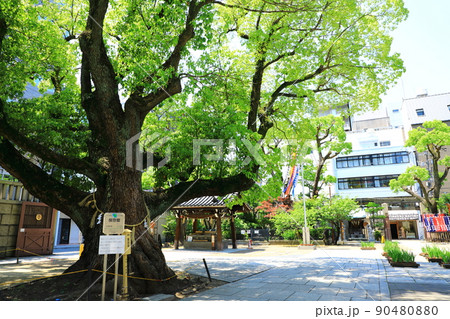 難波神社　新緑の御神木くすのき 90480880
