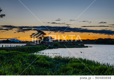 多々良沼の朝 90480898