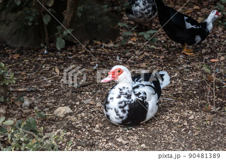 Muscovy duck at Upper park of Vorontsov Palace. Alupka. Crimea Muscovy duck at Upper park of Vorontsov Palace. Alupka. Crimea 90481389