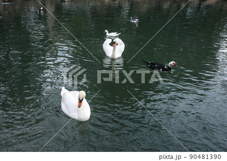 White swans and ducks in lake at Upper park of Vorontsov Palace. Alupka. Crimea 90481390