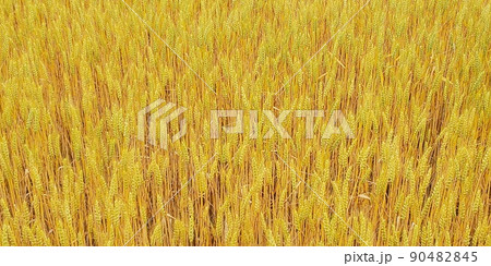 麦畑 黄金色 夏 麦畑 黄金色 夏 90482845