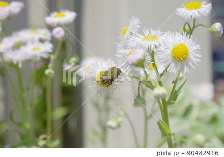 ハルジオンの花とハナムグリ 90482916