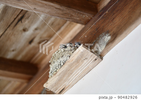 ツバメ(燕)の雛 ツバメ(燕)の雛 90482926