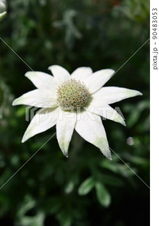フランネルフラワー Flannel flower フランネルフラワー Flannel flower 90483053