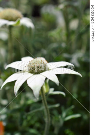 フランネルフラワー Flannel flower フランネルフラワー Flannel flower 90483054