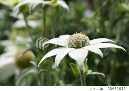 フランネルフラワー Flannel flower フランネルフラワー Flannel flower 90483055