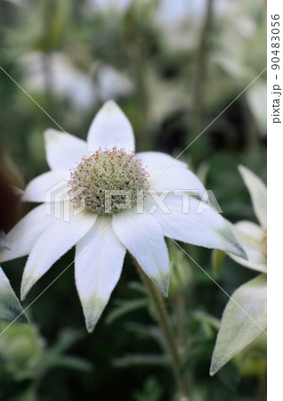 フランネルフラワー　Flannel flower 90483056
