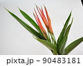 オレンジのお花ヘリコニア横 90483181