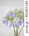 青のお花アガパンサス縦 90483190