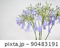 青のお花アガパンサス横 90483191
