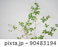 ドウダンツツジ横 90483194