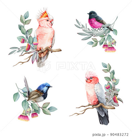 Australian birds with floral elements watercolor set. Hand drawn pink cockatoo parrot, fairy wren, pink robin with eucalyptus leaves and flowers. Birds of Australia beautiful images 90483272