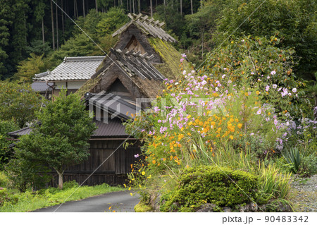 京都　秋の美山かやぶきの里　コスモス 90483342