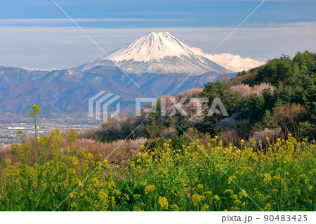 山梨県南アルプス市築山 御崎神社付近からの菜の花とヤマザクラと冠雪した富士山 山梨県南アルプス市築山 御崎神社付近からの菜の花とヤマザクラと冠雪した富士山 90483425