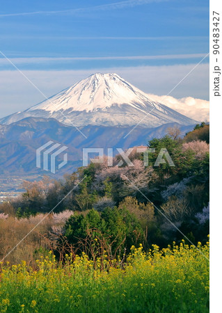 山梨県南アルプス市築山 御崎神社付近からの菜の花とヤマザクラと冠雪した富士山 山梨県南アルプス市築山 御崎神社付近からの菜の花とヤマザクラと冠雪した富士山 90483427