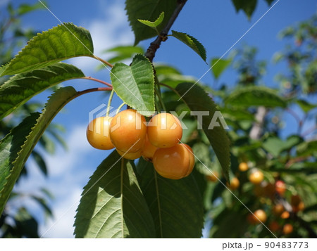 サクランボ　さくらんぼ　チェリー　月山錦 90483773