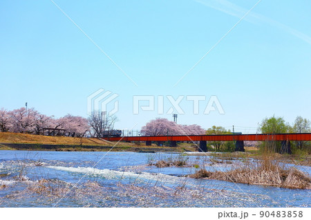 満開の桜並木 雪解けの清流 フラワー長井線 満開の桜並木 雪解けの清流 フラワー長井線 90483858