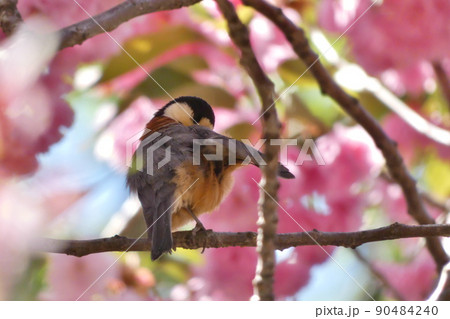 桜とヤマガラの写真素材 [90484240] - PIXTA