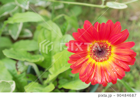 オレンジ色のガーベラの花 オレンジ色のガーベラの花 90484687
