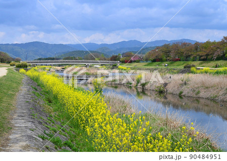 菜の花の季節の京都市賀茂川と北山の風景 90484951