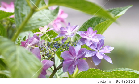 紫陽花　ダンスパーティ 90485151