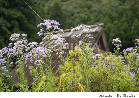 京都　秋の美山かやぶきの里　シオン 90485153