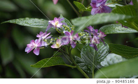 紫陽花　ダンスパーティ 90485166