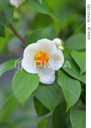 可憐な夏椿(ナツツバキ)の花 可憐な夏椿(ナツツバキ)の花 90485189