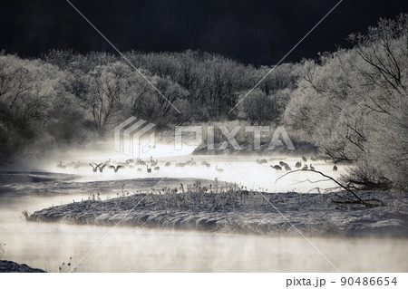 川霧とタンチョウ鶴 90486654
