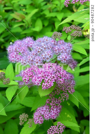 シモツケ（下野）ピンク 90487282