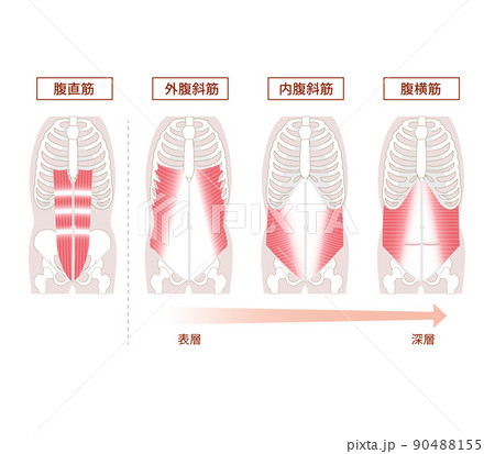 腹筋群の解剖学図説イラストセット 90488155