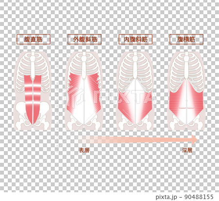 Anatomical illustration set of abdominal muscles 90488155