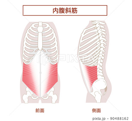 腹筋群 内腹斜筋の図説イラスト　横向きと正面図 90488162