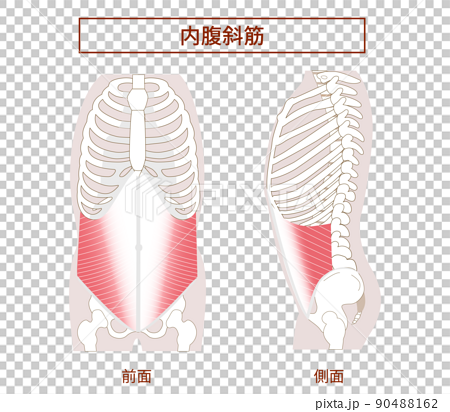 腹筋群 内腹斜筋の図説イラスト　横向きと正面図 90488162