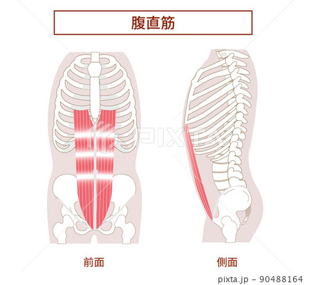 腹直筋 腹筋群の図説イラスト 横向きと正面図 腹直筋 腹筋群の図説イラスト 横向きと正面図 90488164