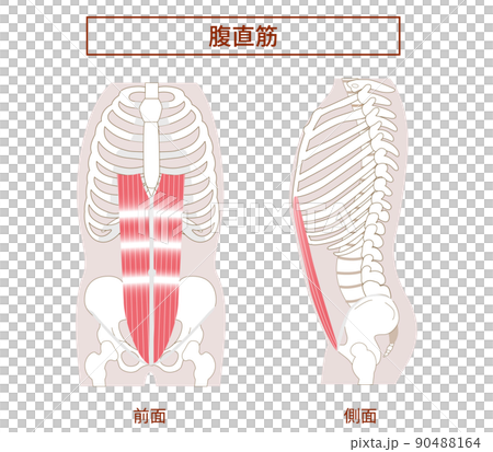 腹直筋 腹筋群の図説イラスト 横向きと正面図 腹直筋 腹筋群の図説イラスト 横向きと正面図 90488164