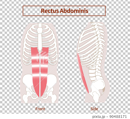 Rectus abdominis muscle group illustration illustration sideways and front view 90488171