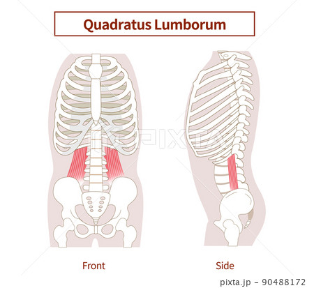 腰方形筋の図説イラスト 横向きと正面図のイラスト素材