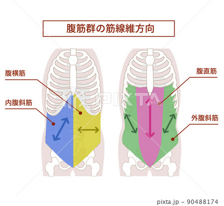 腹筋群の筋繊維の方向図説イラスト 腹筋群の筋繊維の方向図説イラスト 90488174