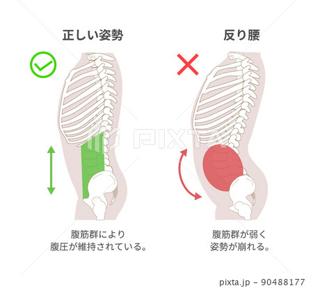 腹筋群と腹圧と姿勢の関係図説イラスト 横向き 腹筋群と腹圧と姿勢の関係図説イラスト 横向き 90488177