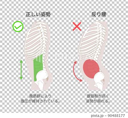 腹筋群と腹圧と姿勢の関係図説イラスト 横向き 腹筋群と腹圧と姿勢の関係図説イラスト 横向き 90488177