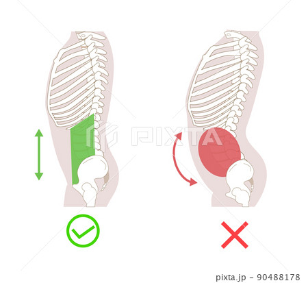 腹筋群と腹圧と姿勢の関係図説イラスト 横向き横向き 腹筋群と腹圧と姿勢の関係図説イラスト 横向き横向き 90488178