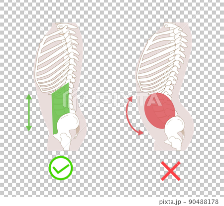 腹筋群と腹圧と姿勢の関係図説イラスト 横向き横向き 腹筋群と腹圧と姿勢の関係図説イラスト 横向き横向き 90488178