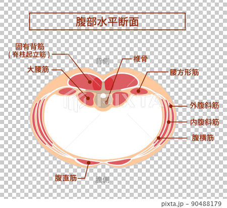Illustration of abdominal cross-sectional view: Overlapping positional relationship of abdominal muscles Illustration of abdominal cross-sectional view: Overlapping positional relationship of abdominal muscles 90488179
