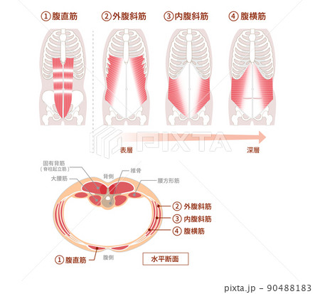 腹筋群の位置構造と重なり図説イラスト 正面と断面図のイラスト素材 9041